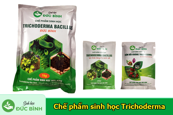 Trichoderma Bacillus là loại chế phẩm sinh học chứa 2 nhóm vi sinh vật, nhóm trichoderma và bacillus sp