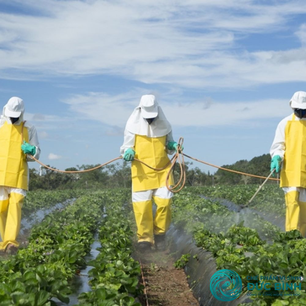 Tưới chế phẩm EM trực tiếp vào đất