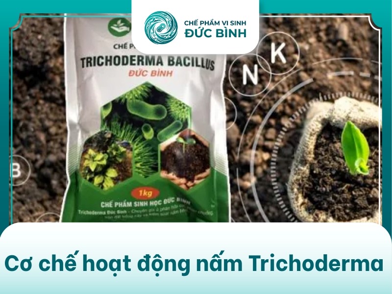 Cơ chế hoạt động của nấm trichoderma