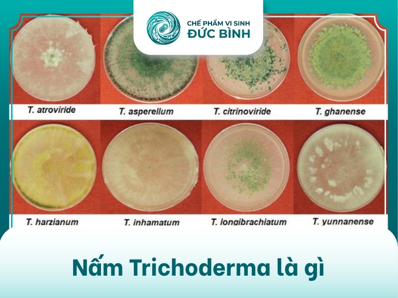Nấm trichoderma là gì?