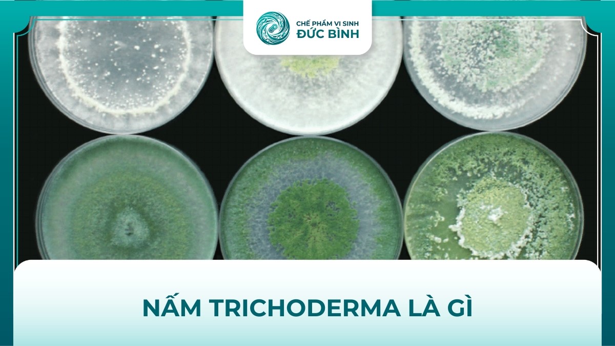 Nấm trichoderma là gì?