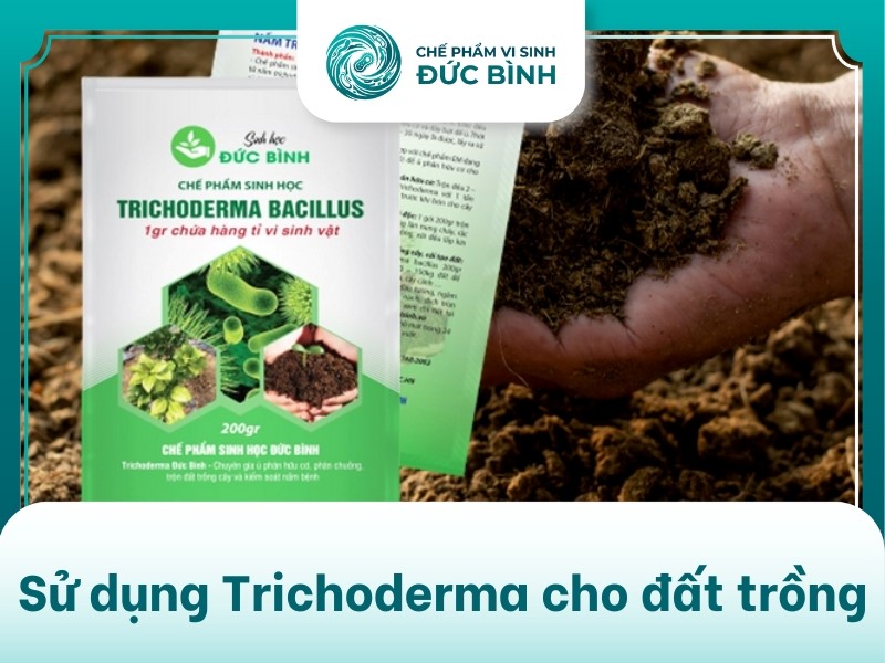 Cách sử dụng nấm trichoderma hiệu quả