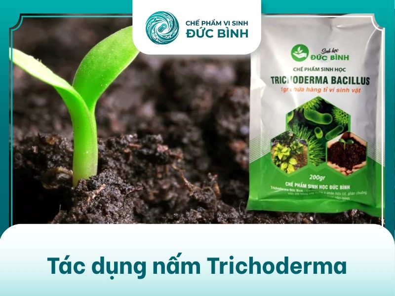 Nấm trichoderma có 3 công dụng chính là: phòng chống bệnh nấm hại cây, ủ phân hữu cơ và cải tạo đất trồng