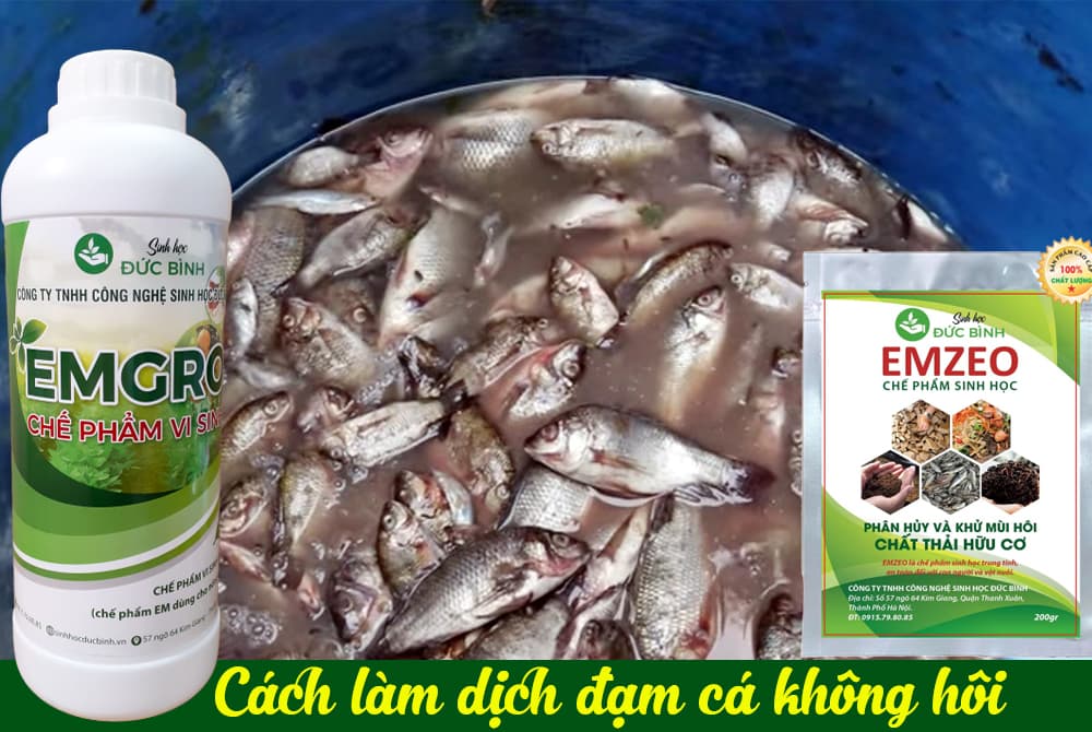 Cách ủ phân cá với chế phẩm EM