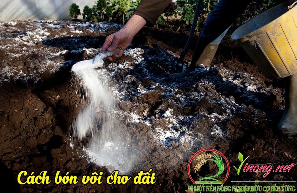 Vôi bột nông nghiệp là gì?Cách bón vôi cho cây trồng hiệu quả? 3 Cách bón vôi bột nông nghiệp cho cây phải tuân theo nguyên tắc 4 đúng