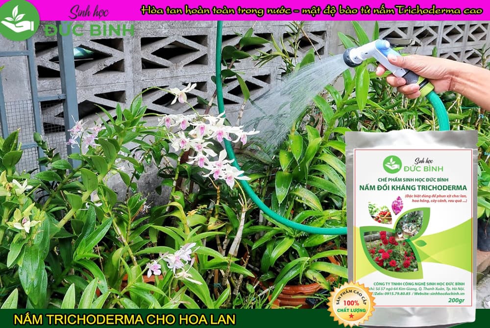 Chế phẩm sinh học Trichoderma 11 Tưới nấm trichoderma cho hoa lan