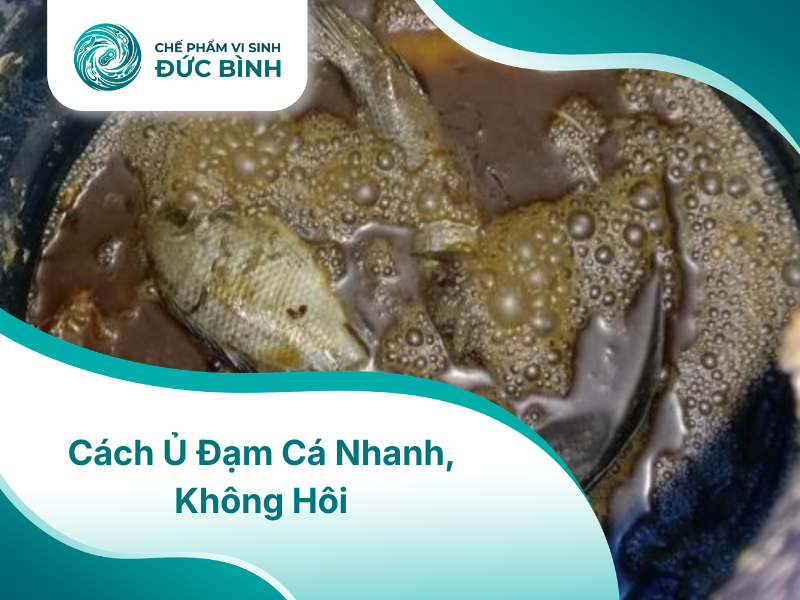 Cách ủ đạm cá vừa nhanh phân hủy, vừa không mùi hôi