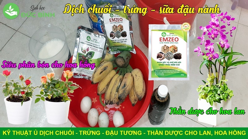 Chế phẩm vi sinh emzeo dùng để ủ dịch chuối, trứng, sữa đậu nành