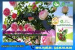 nấm trichoderma cho hoa hồng