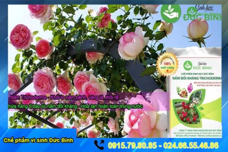 nấm trichoderma cho hoa hồng