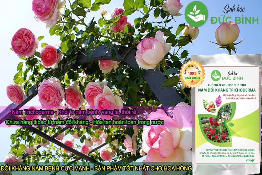 Chế phẩm sinh học Trichoderma 10 nấm trichoderma cho hoa hồng
