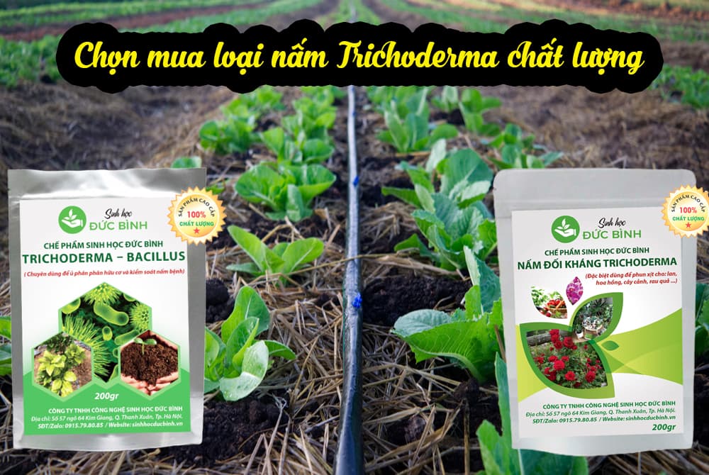 Mua nấm trichoderma ở đâu