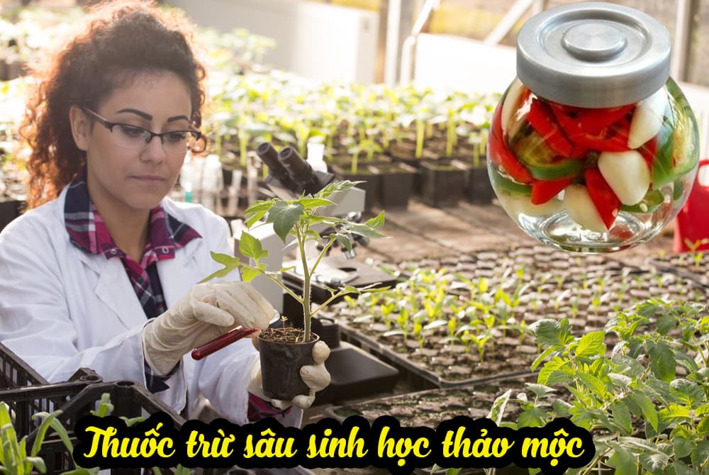 Thuốc trừ sâu sinh học là gì? Các loại thuốc trừ sâu sinh học hiện nay 2 Thuốc trừ sâu sinh học