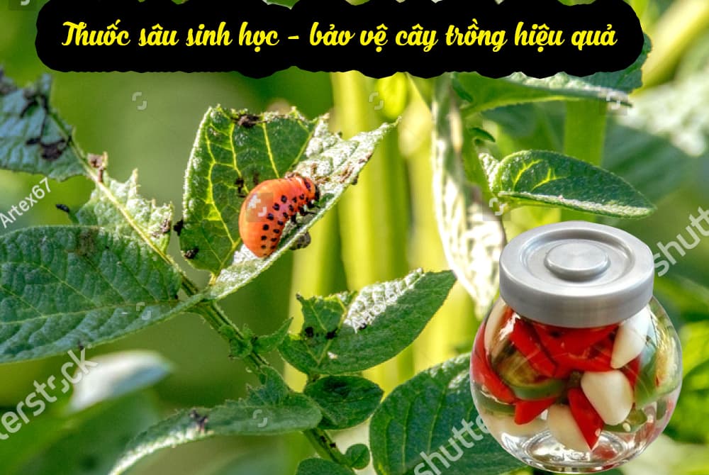 Thuốc trừ sâu sinh học là gì? Các loại thuốc trừ sâu sinh học hiện nay 4 Thuốc trừ sâu thảo mộc