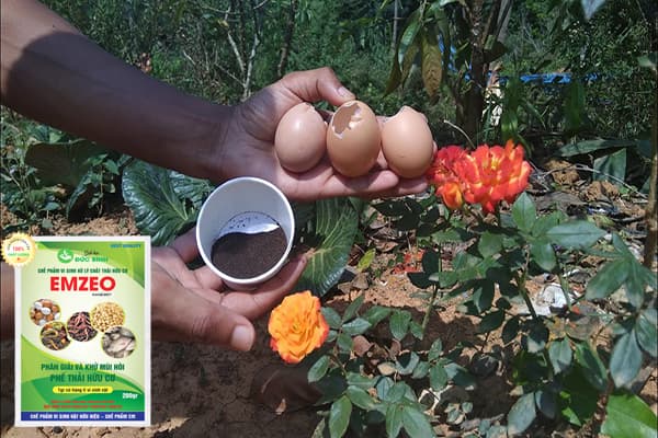 Tuyệt chiêu bón trứng gà cho hoa hồng – Siêu phân bón cho hoa hồng 4 Cách bón trứng gà cho cây hoa hồng