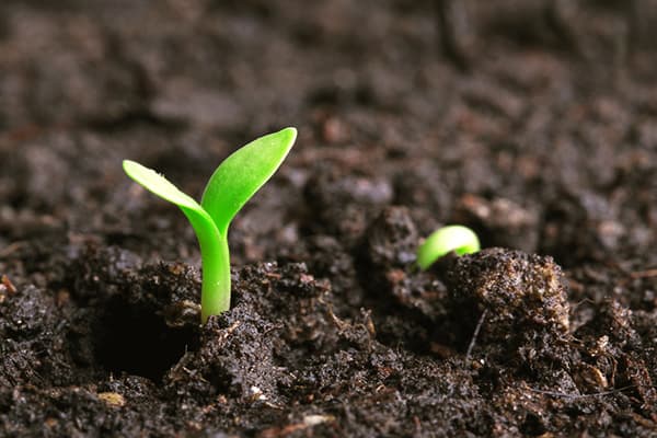 Hướng dẫn Cách xử lý đất trước khi trồng rau sạch 4 Cải tạo đất để trồng rau