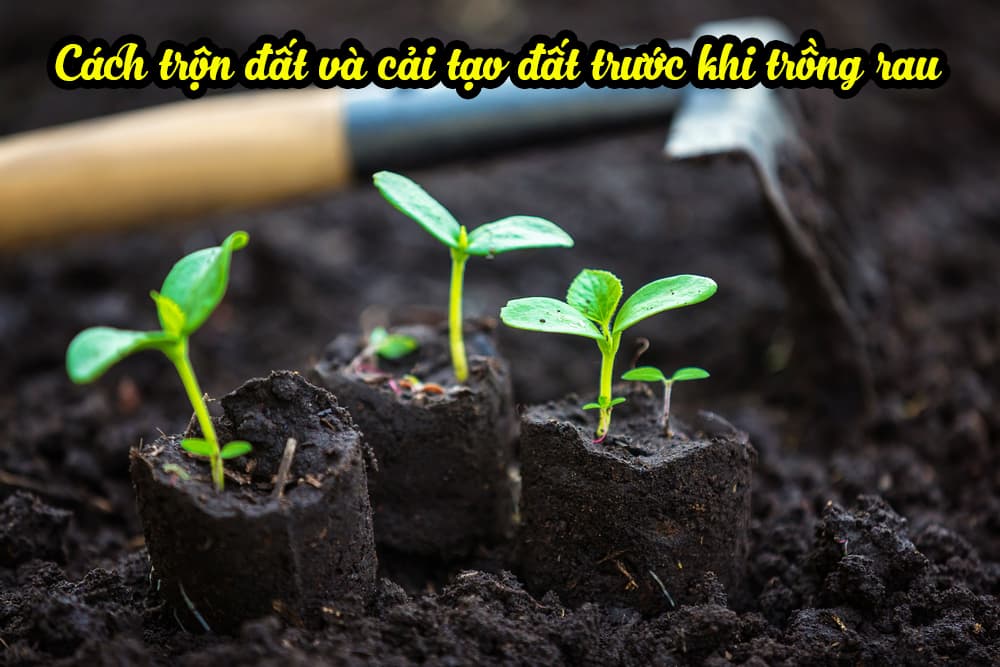 Hướng dẫn Cách xử lý đất trước khi trồng rau sạch 1 Xử lý và cải tạo đất trước khi trồng rau