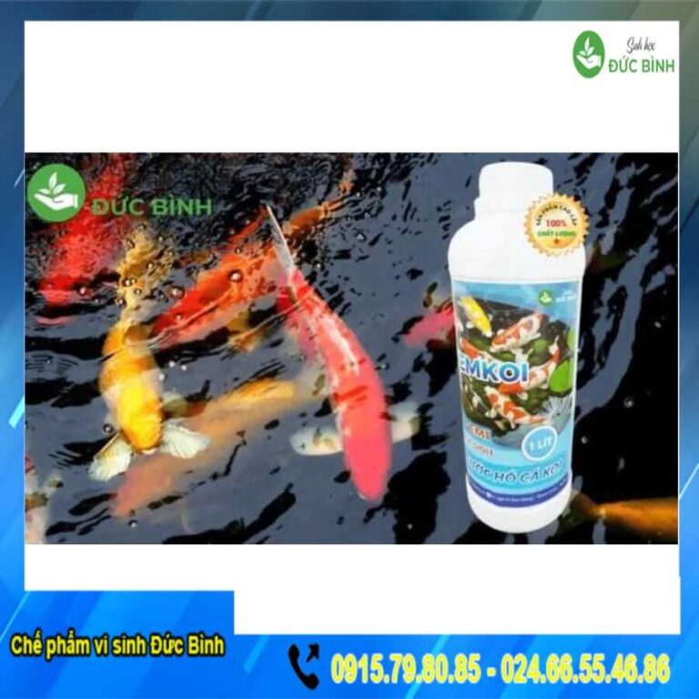 Men vi sinh cho hồ cá koi EMKOI