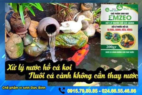 Xử lý nước hồ cá koi