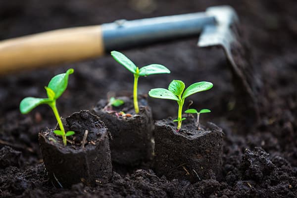Dịch trùn quế là gì? Cách sản xuất và sử dụng dịch trùn quế bón cây 5 CÁCH SỬ DỤNG DỊCH TRÙN QUẾ TƯỚI CÂY