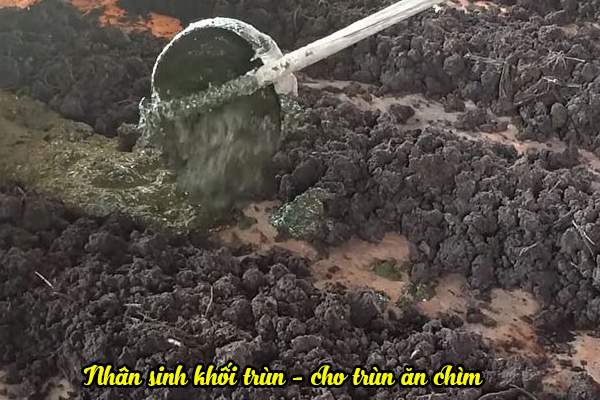 Thức ăn của trùn quế là gì? Cách ủ và cách cho giun quế ăn 6 Cách cho trùn quế ăn chìm
