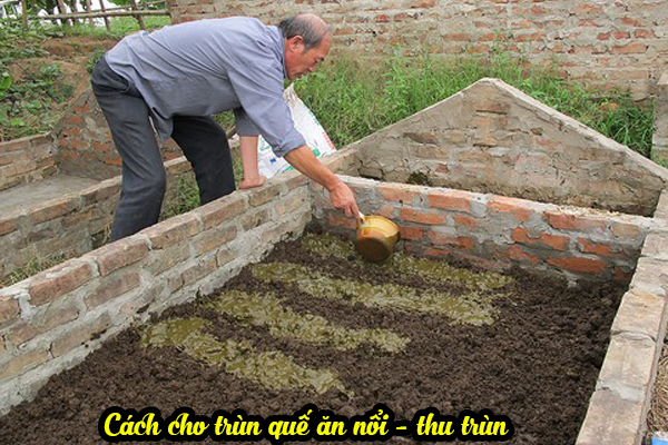 Thức ăn của trùn quế là gì? Cách ủ và cách cho giun quế ăn 5 Cách cho trùn quế ăn nổi