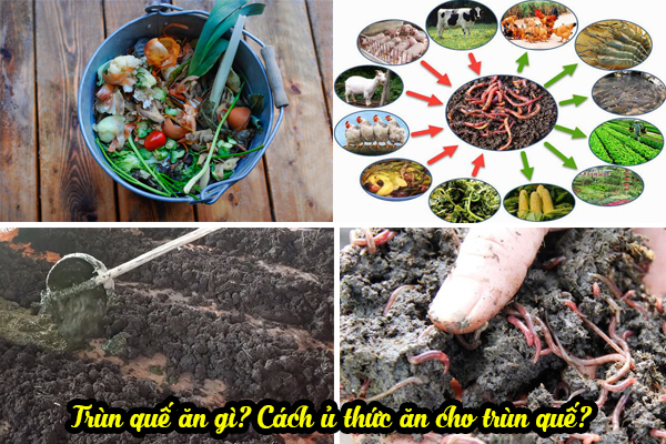 Thức ăn của trùn quế là gì? Cách ủ và cách cho giun quế ăn 1 Thức ăn cho trùn quế là gì