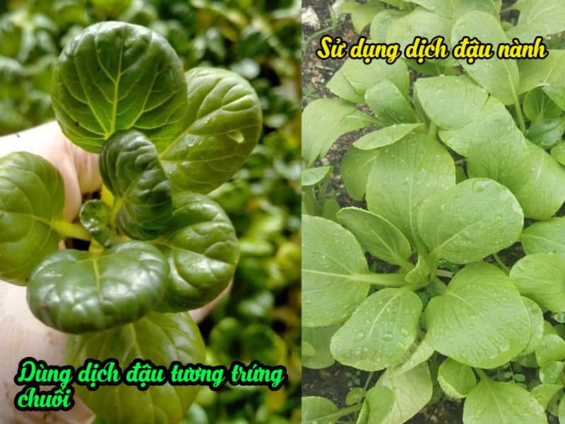 Bật mí cách ủ đậu tương trứng chuối làm siêu phân bón cho hoa hồng, hoa lan, cây cảnh 5 CACH-U-DAU-TUONG-TRUNG-CHUOI-2
