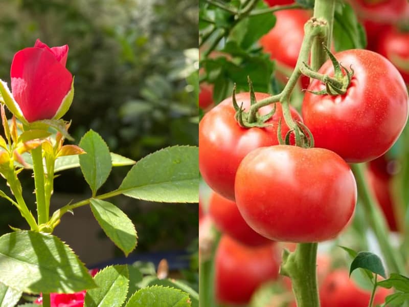 Bật mí cách ủ đậu tương trứng chuối làm siêu phân bón cho hoa hồng, hoa lan, cây cảnh 1 CACH-U-DAU-TUONG-TRUNG-CHUOI-3