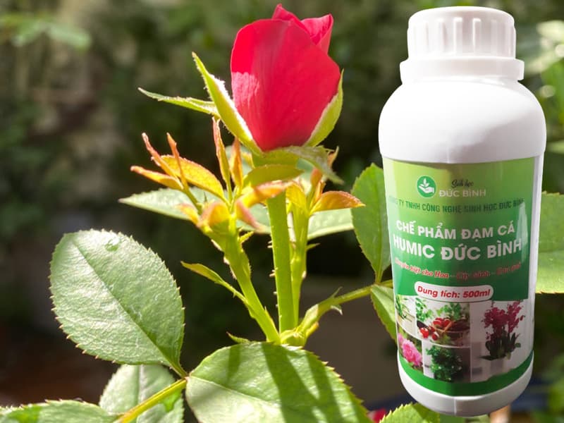 Cách ủ phân cá không mùi hôi làm phân đạm cá bón cây hiệu quả 6 CHẾ PHẨM ĐẠM HUMIC CHO HOA HỒNG