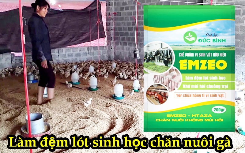 3 Cách khử mùi hôi chuồng gà hiệu quả không phải ai cũng biết 5 Cách khử mùi hôi chuồng gà bằng đệm lót sinh học được sử dụng khá phổ biến hiện nay