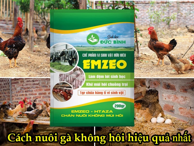 Cách làm đệm lót sinh học nuôi gà cam kết 100% hiệu quả 7 Cách khử mùi hôi chuồng gà bằng men rắc chuồng gà EMZEO