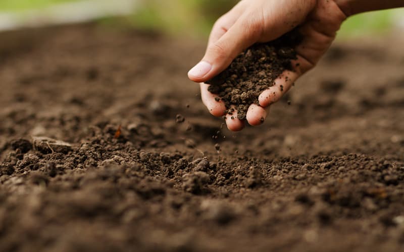 Bí quyết ủ bánh dầu không hôi làm phân bón cây! 6 Cách sử dụng phân bánh dầu bón cây