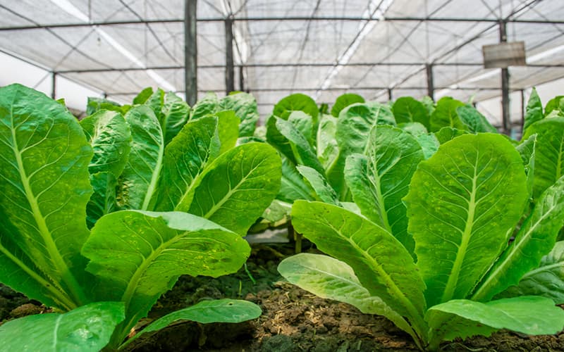 Bí quyết ủ bánh dầu không hôi làm phân bón cây! 7 Tác dụng của phân bán dầu ủ bằng chế phẩm sinh học
