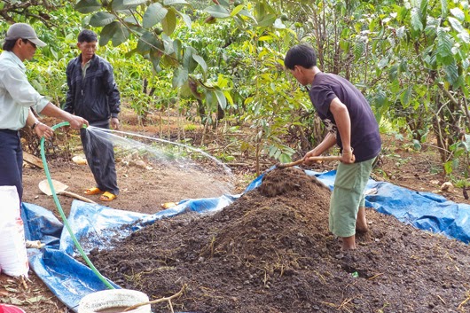 Tổng hợp các Cách ủ phân bò nhanh hoai mục bón cây siêu đơn giản 9 Cách ủ phân bò với trichoderma đúng kỹ thuật