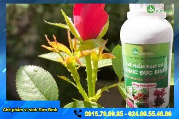 CHẾ PHẨM ĐẠM HUMIC CHO HOA HỒNG