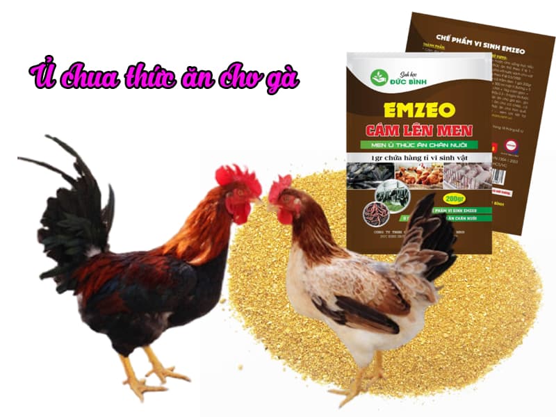 Cách ủ thức ăn cho gà, vịt, ngan, ngỗng chuẩn kỹ thuật 7 Cách ủ thức ăn cho gà,vịt, ngan, ngỗng, gia cầm đúng kỹ thuật