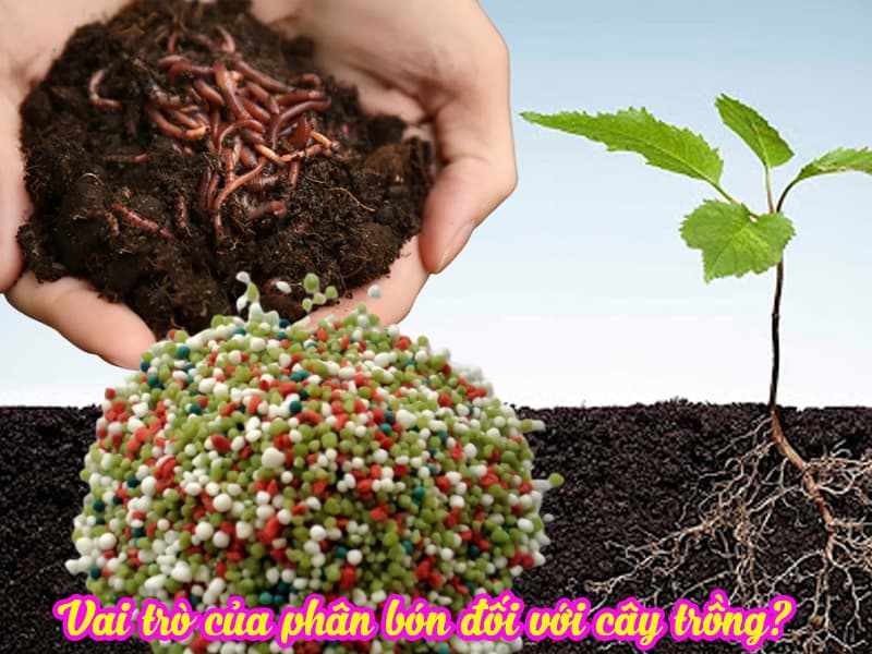 Vai trò của phân bón hữu cơ và vô cơ đối với cây trồng 2 Vai trò của phân bón hữu cơ và vô cơ đối với cây trồng