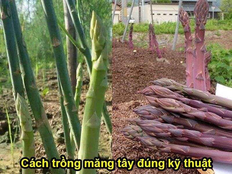 Kỹ thuật trồng măng tây giúp mang đến sản lượng cao 3 Hướng dẫn kỹ thuật cách trồng măng tây cho năng suất cao