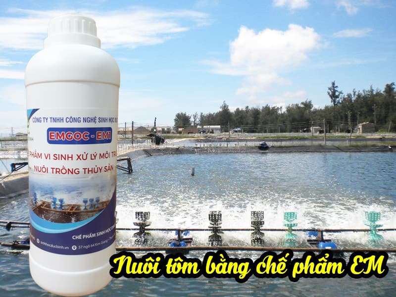 Cách nuôi tôm bằng chế phẩm EM đơn giản mà hiệu quả 3 Nuôi tôm bằng chế phẩm EM là cách nuôi đạt hiệu quả và phổ biến nhất hiện nay
