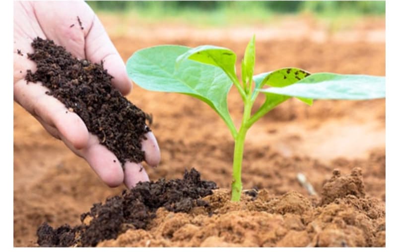 Những điều cần phải biết về phân vi sinh cố định đạm 5 Bón trực tiếp vào đất