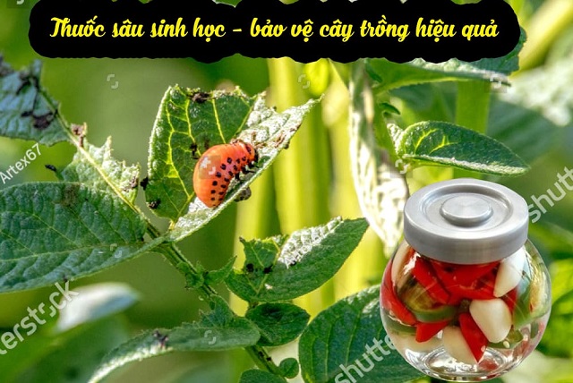 Cách làm thuốc trừ sâu sinh học, thuốc trừ sâu thảo dược