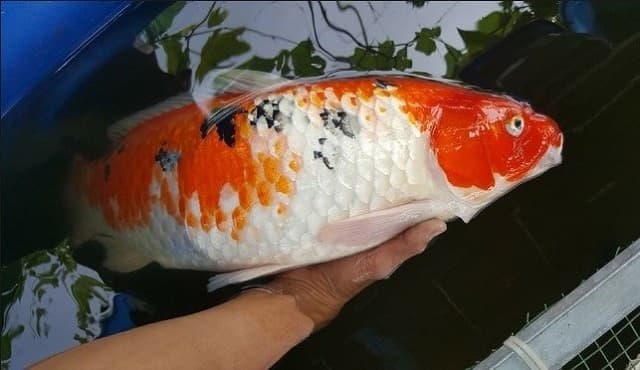 Cách nuôi cá chép Nhật đúng kỹ thuật chi tiết nhất