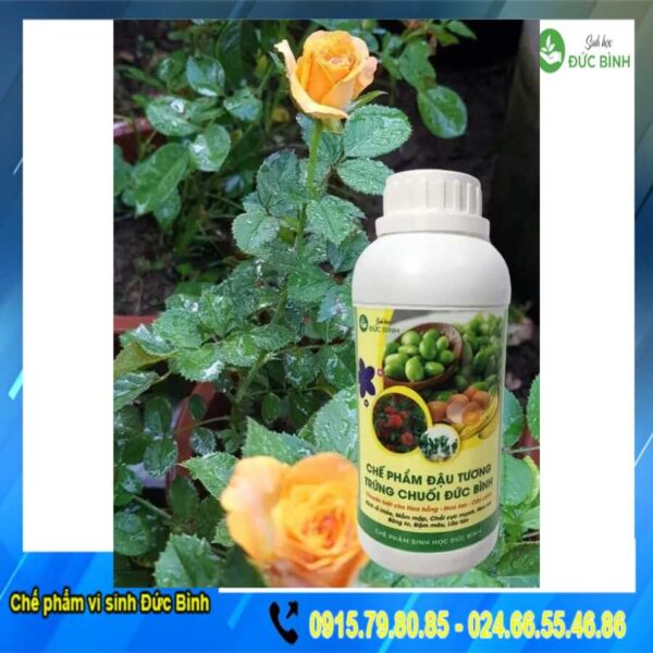 Phân bón đậu tương, trứng chuối Đức Bình - siêu phân bón tốt nhất cho Hoa hồng hiện nay
