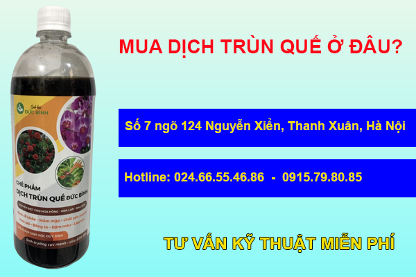 Dịch trùn quế Đức Bình 5 Địa điểm bán dịch trùn quế đậm đặc, giá rẻ, chất lượng cao cấp