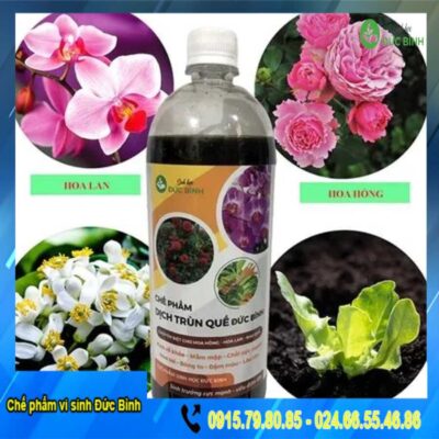Cách pha dịch trùn quế tưới cây