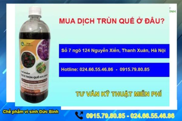 Địa điểm bán dịch trùn quế đậm đặc, giá rẻ, chất lượng cao cấp