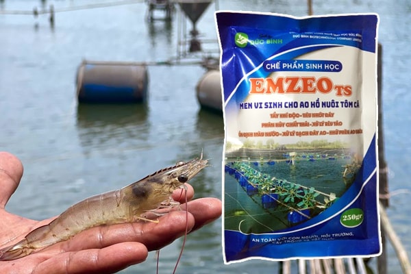 Men vi sinh xử lý nước ao tôm Emzeo TS 9 Địa chỉ bán men vi sinh xử lý nước ao tôm EmzeoTS uy tín, chất lượng nhất hiện nay