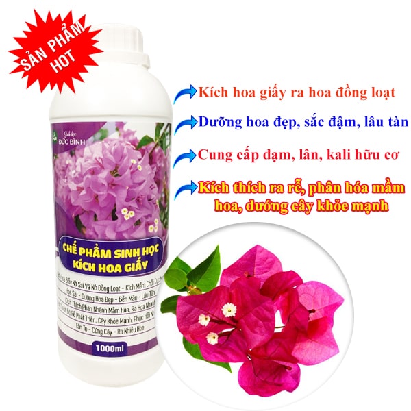 Chế phẩm thuốc kích hoa giấy ra hoa đồng loạt 5 Thuốc kích hoa giấy ra hoa đồng loạt là sản phẩm được nghiên cứu và sản xuất độc quyền bở công ty TNHH Công nghệ sinh học Đức Bình