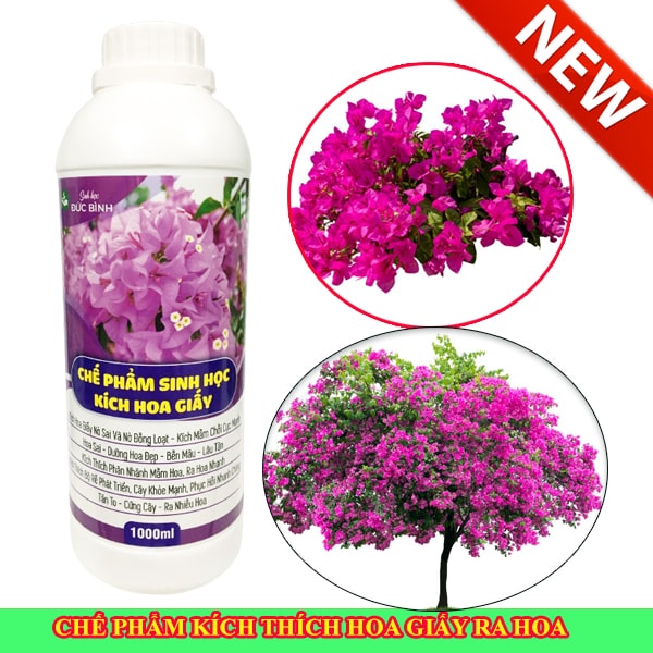Chế phẩm thuốc kích hoa giấy ra hoa đồng loạt 7 Thuốc kích hoa giấy của sinh học Đức Bình có nhiều ưu điểm nổi bật gấp 3 lần so với các sản phẩm thông thường